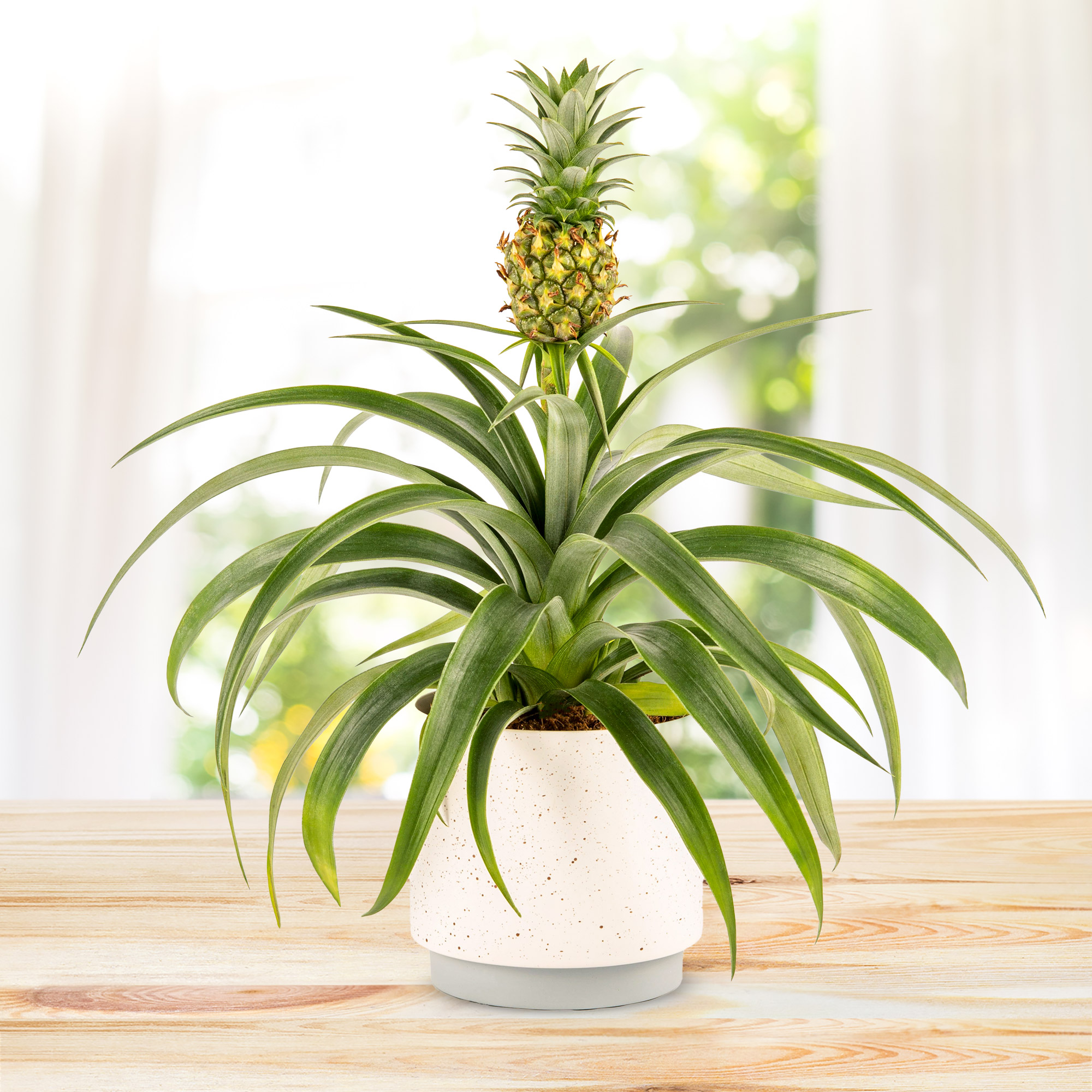 Spring Pineapple