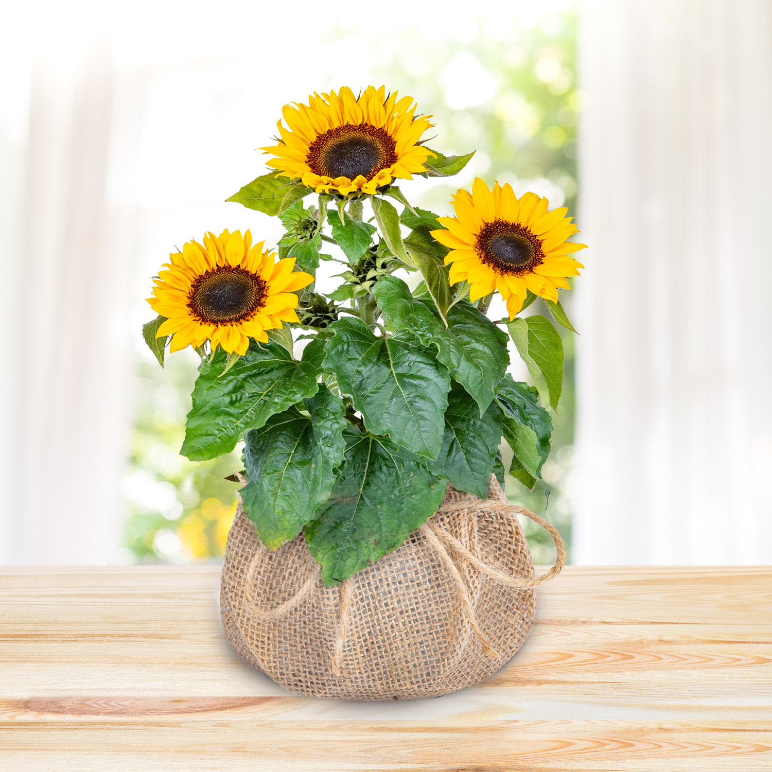 Sunshine Bloom
