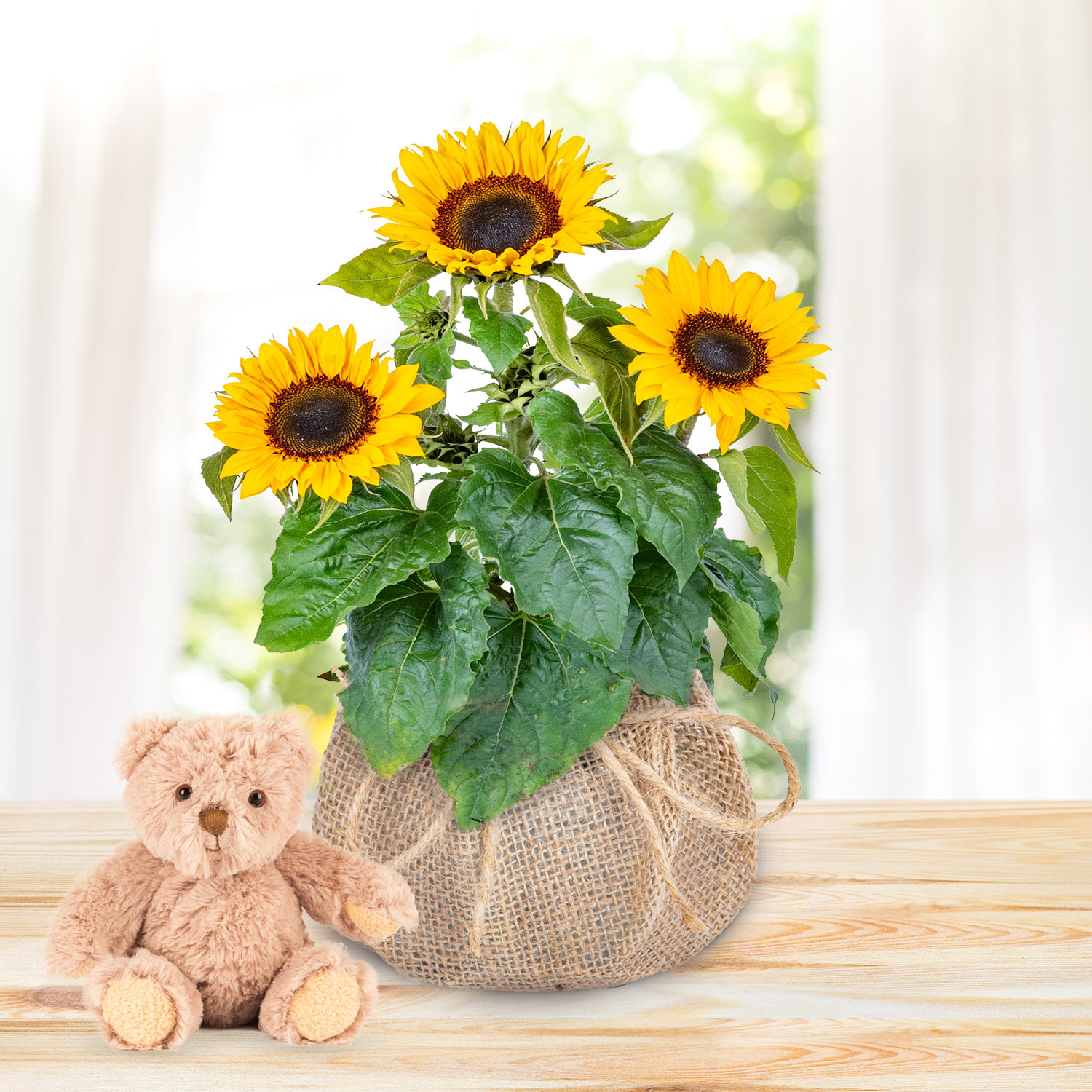 Sunshine Bloom & Bear Gift 
