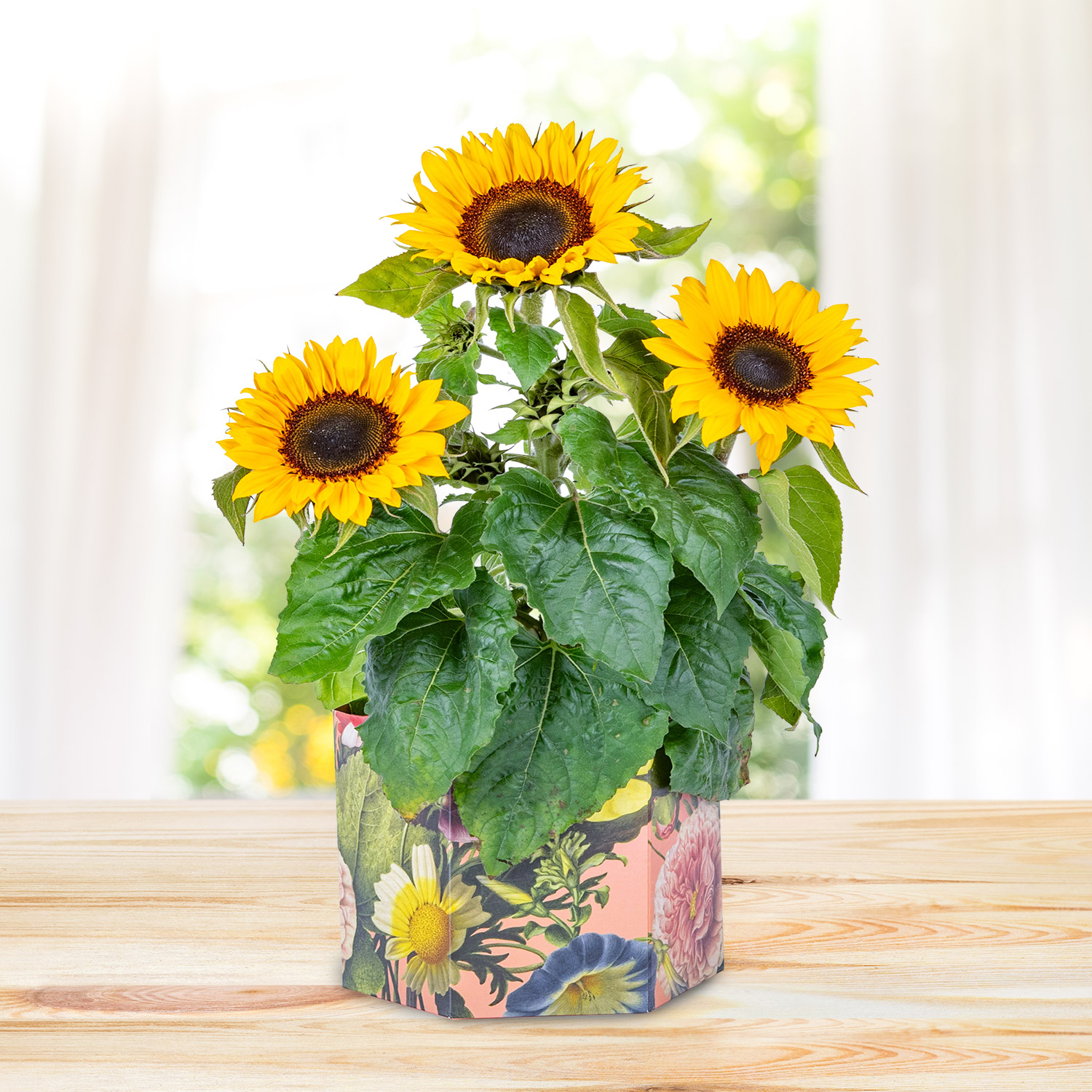 Sunshine Bloom