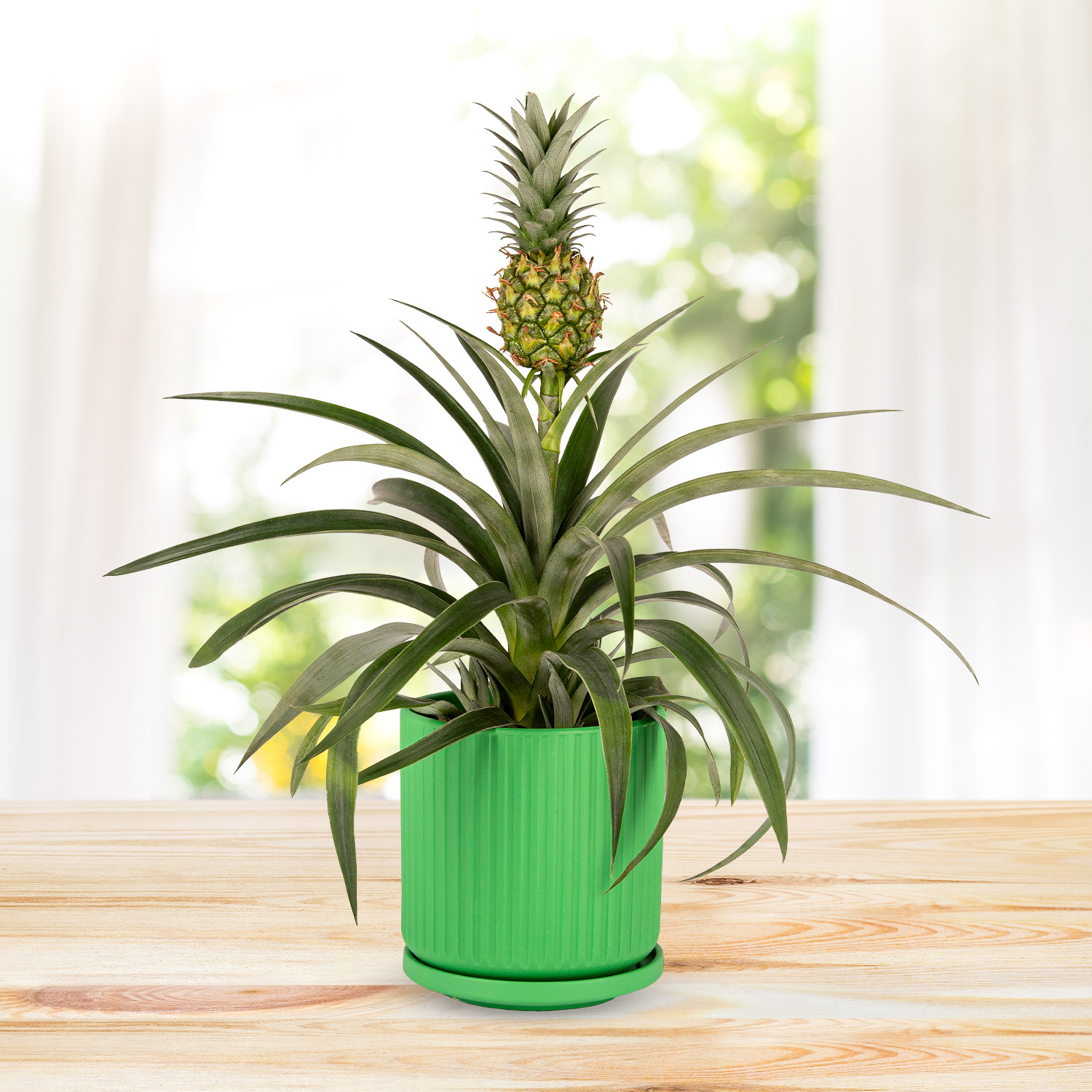 Spring Pineapple