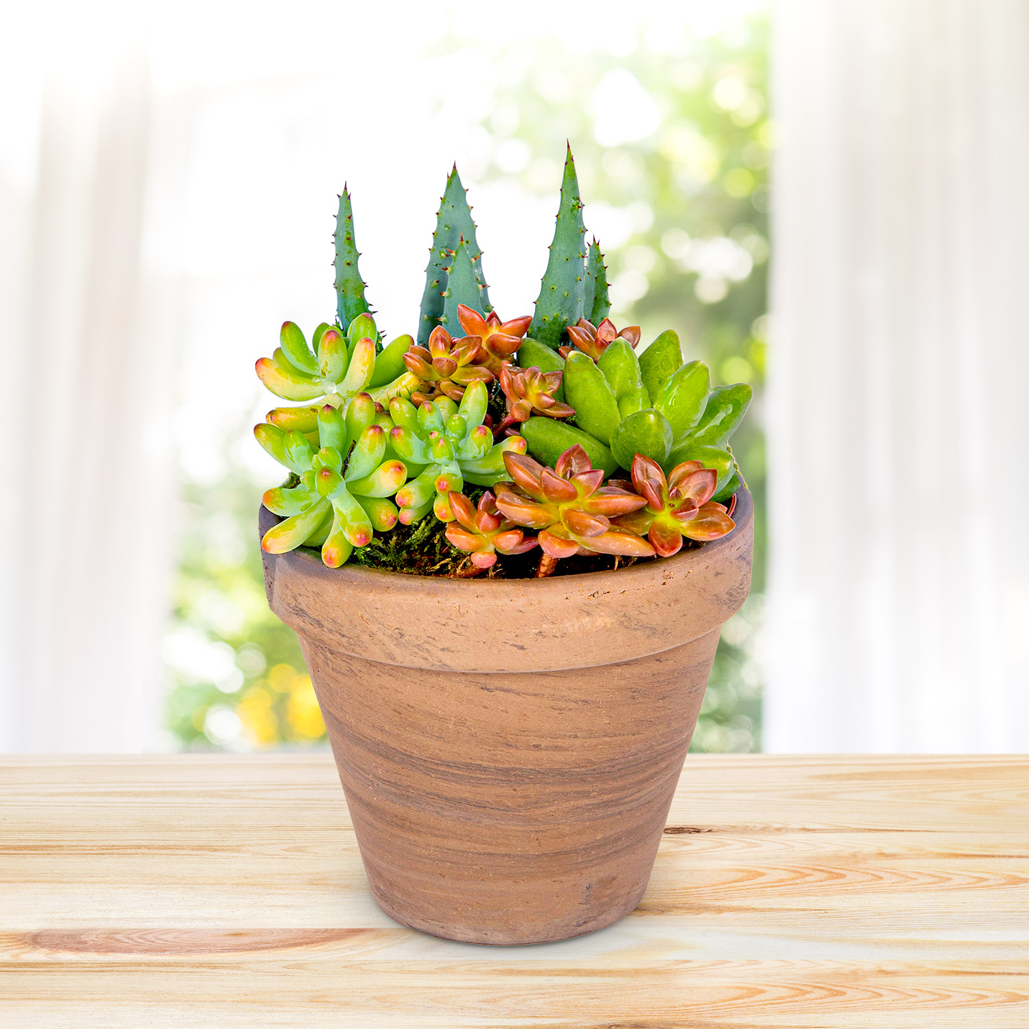 Succulent Pot