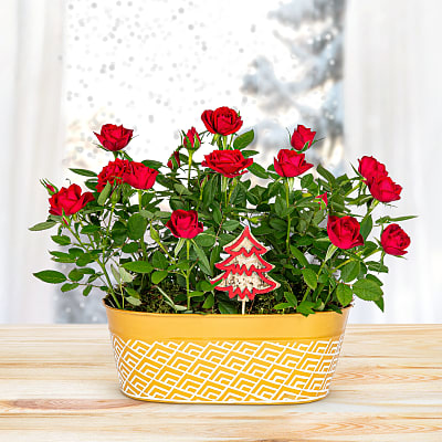 Christmas Plants | Bu0026M Flowers | Next Day Delivery