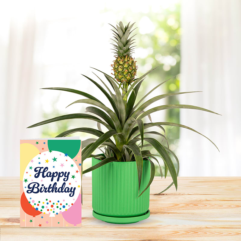 Spring Pineapple with Birthday Card
