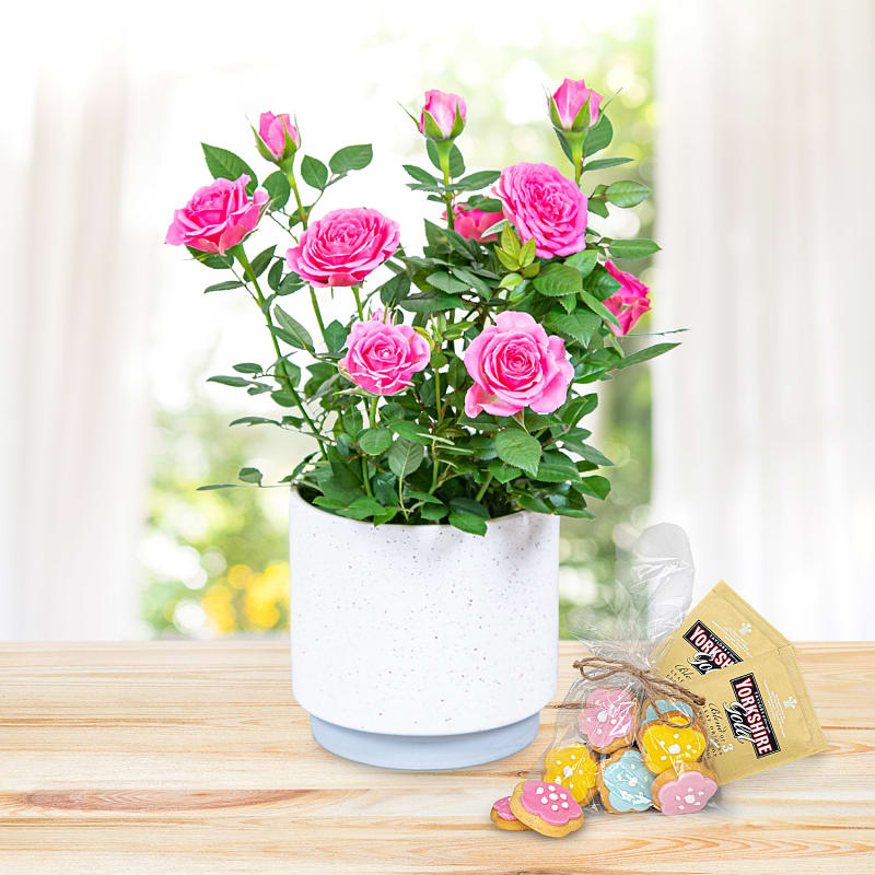 Timeless Roses Tea & Biscuits Gift 