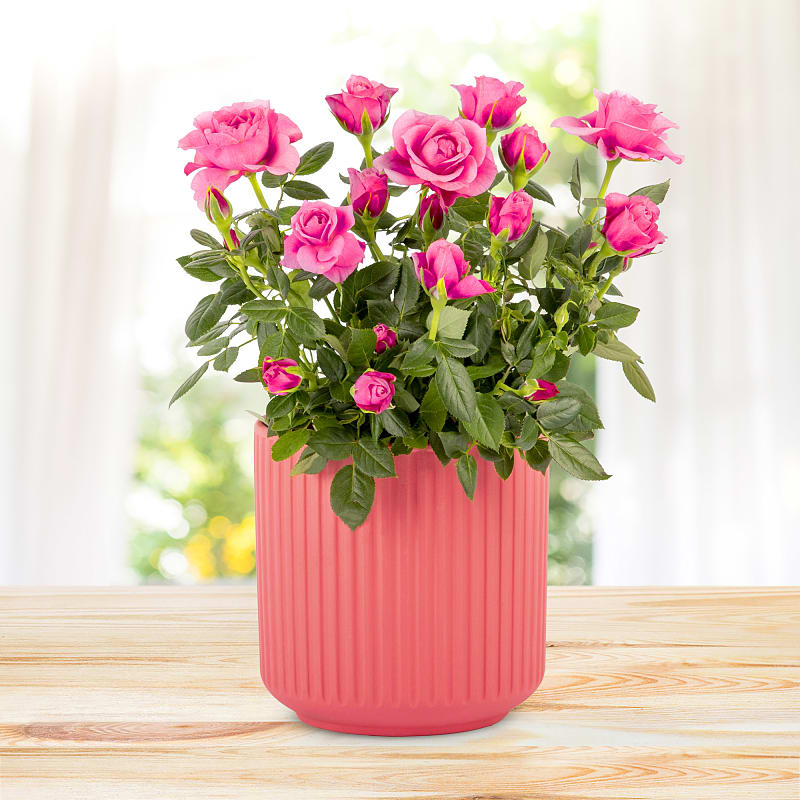 Timeless Roses