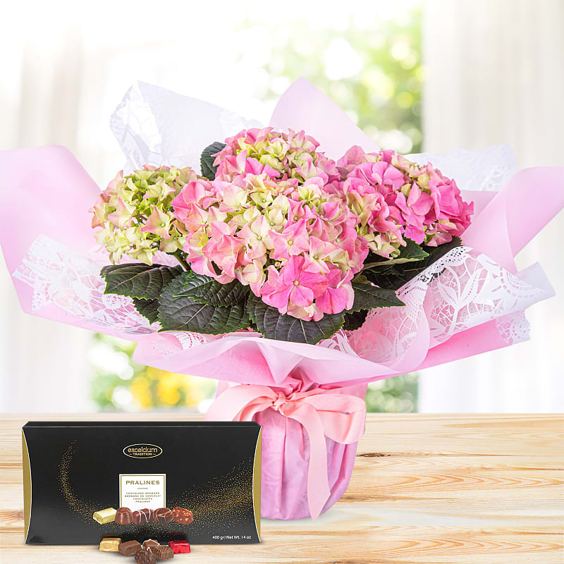 Hydrangea Haven Deluxe Gift