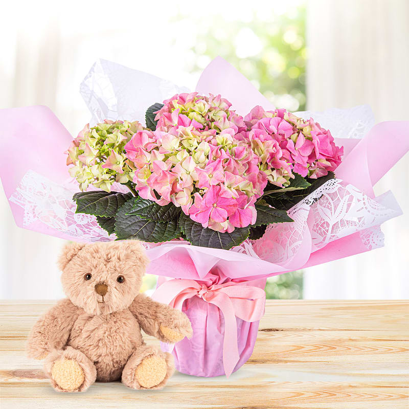 Hydrangea Haven & Bear Gift