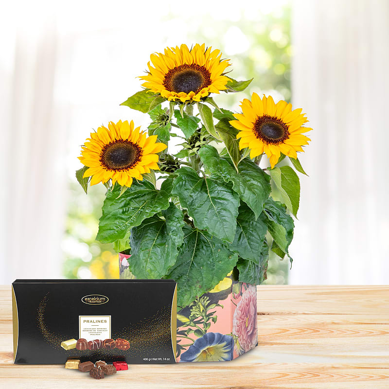 Sunshine Bloom Deluxe Gift 