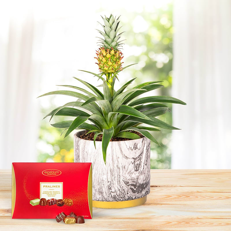 Autumn Pineapple Luxury Gift