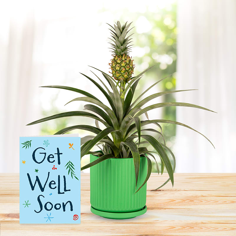 Spring Pineapple with Get Well Soon Card