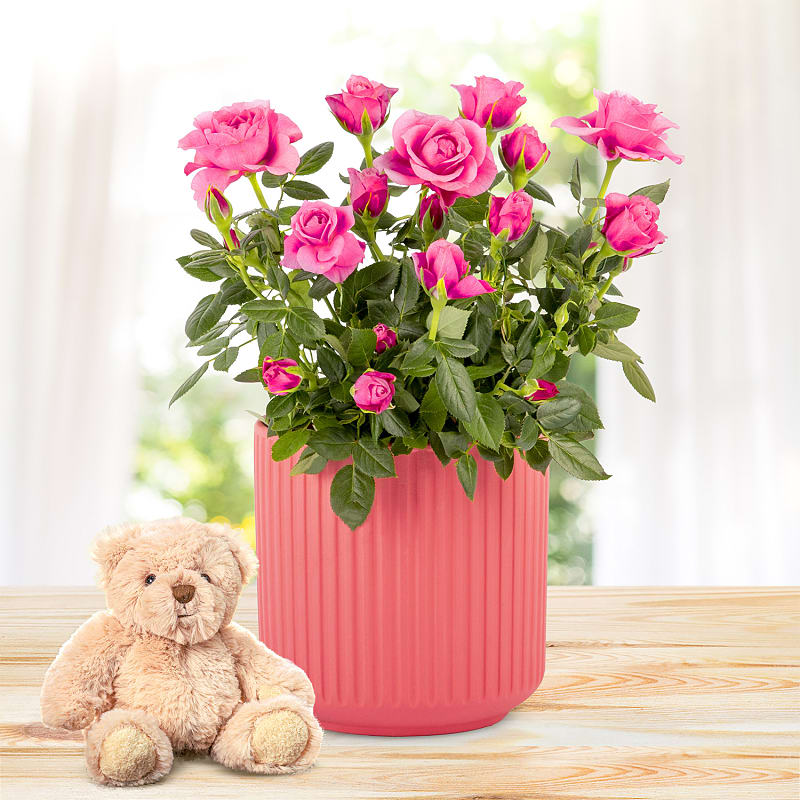 Timeless Roses & Bear Gift 
