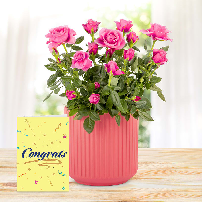 Timeless Roses with Congratulations Card