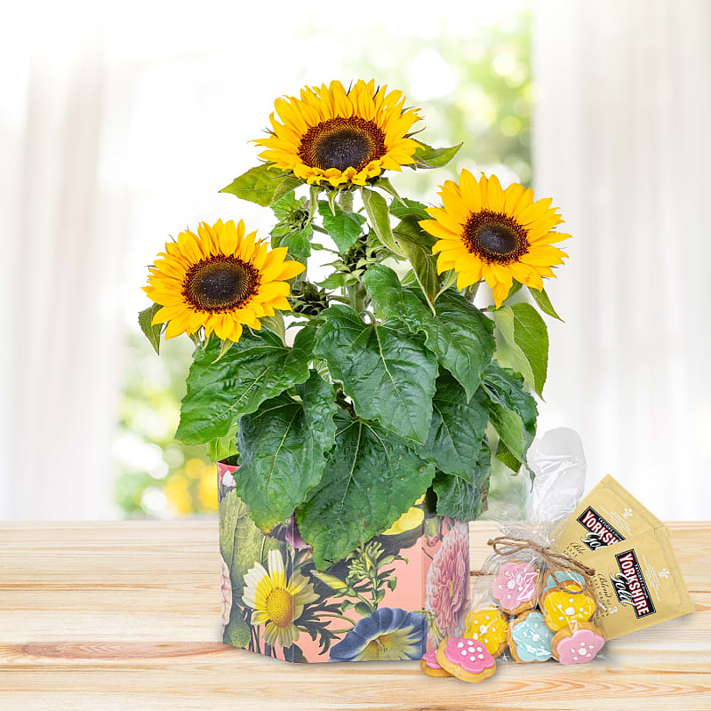 Sunshine Bloom Tea & Biscuits Gift 