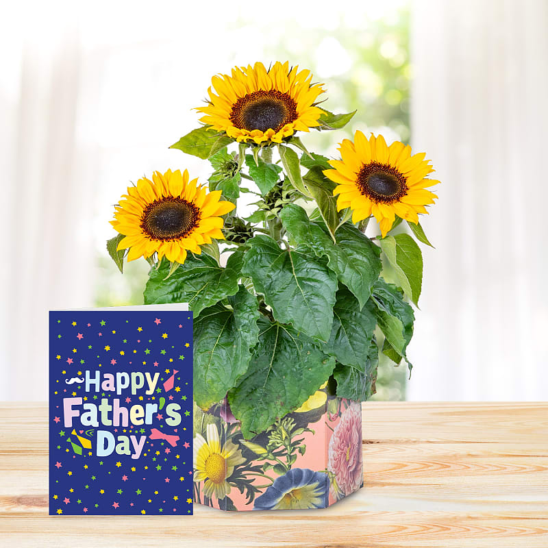 Sunshine Bloom with Father's Day Card