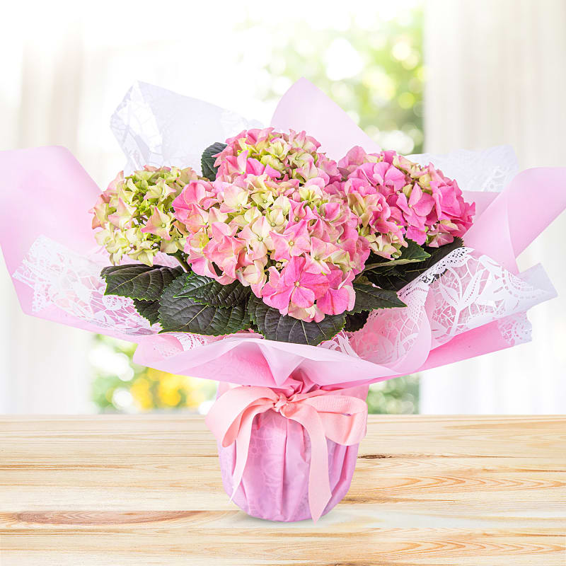 Hydrangea Haven
