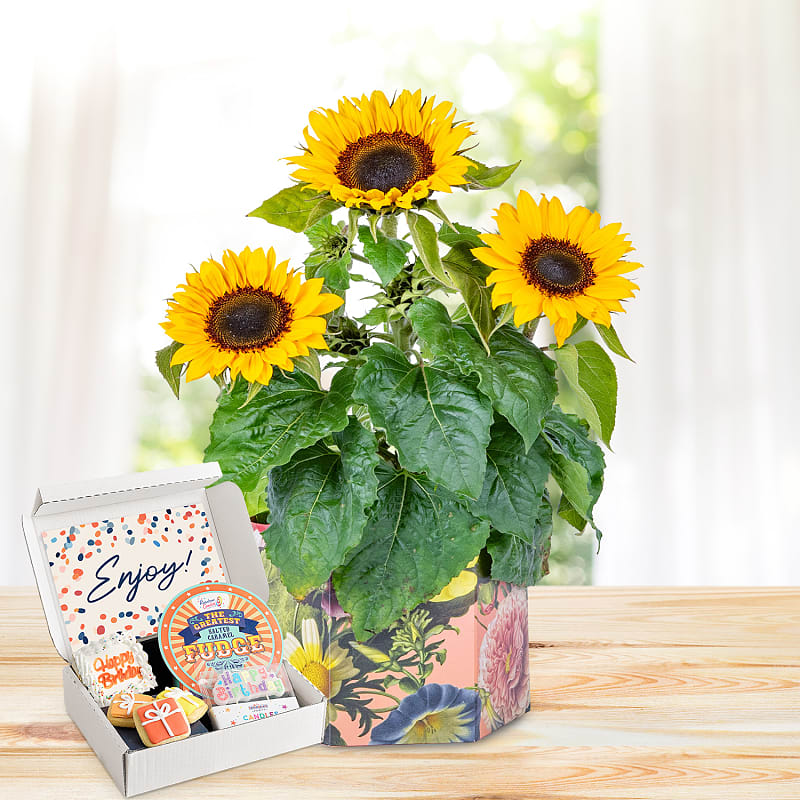 Sunshine Bloom Ultimate Birthday Gift 