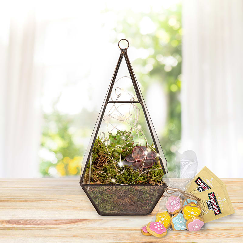 Earthly Eden Terrarium Tea & Biscuits Gift 