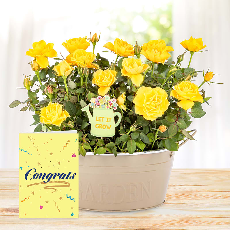 Spring Delight with Congratulations Card