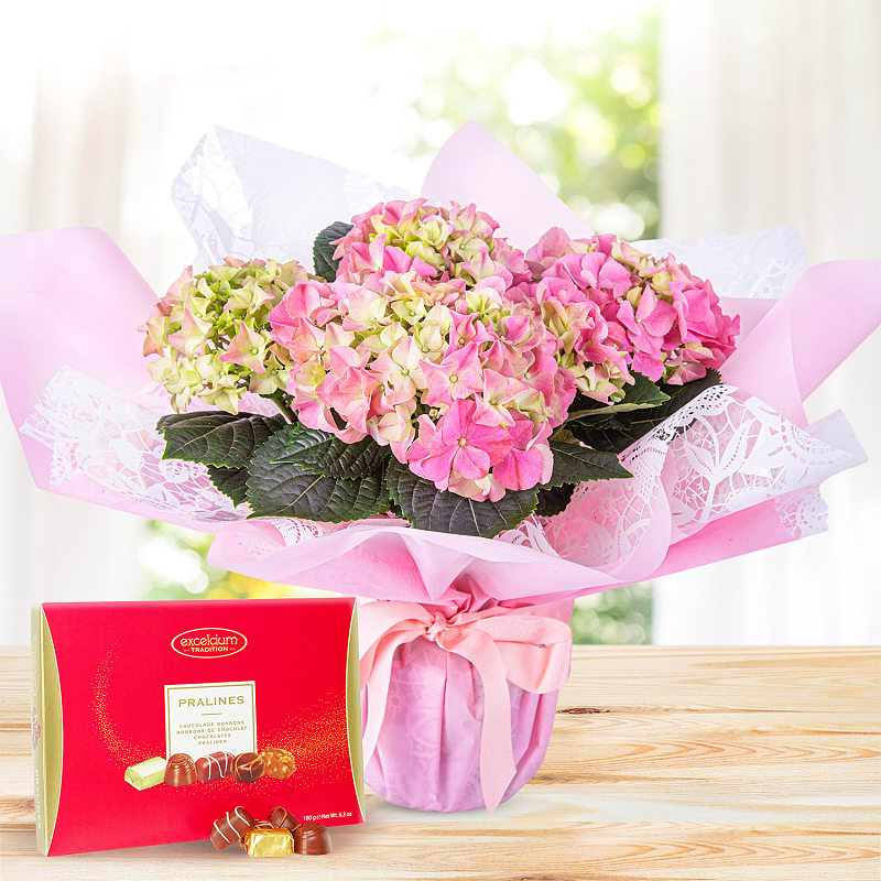 Hydrangea Haven Luxury Gift