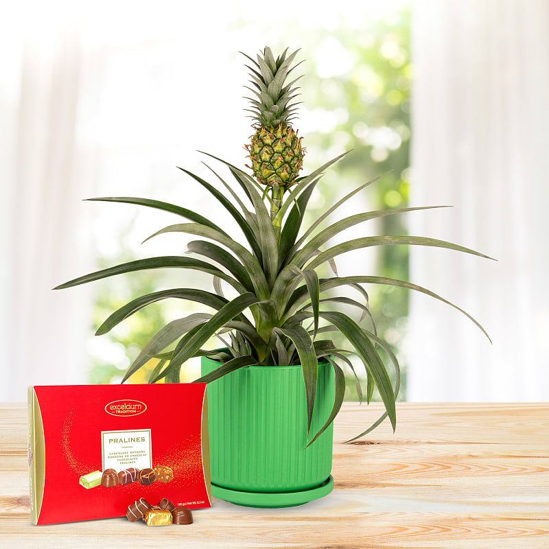 Spring Pineapple Luxury Gift