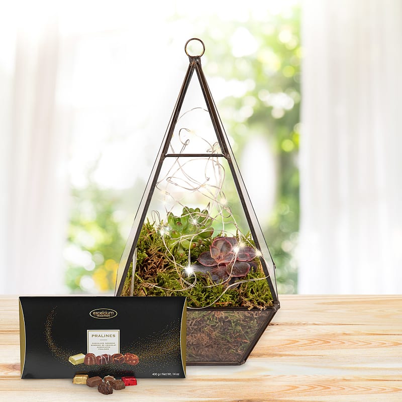 Earthly Eden Terrarium Deluxe Gift 