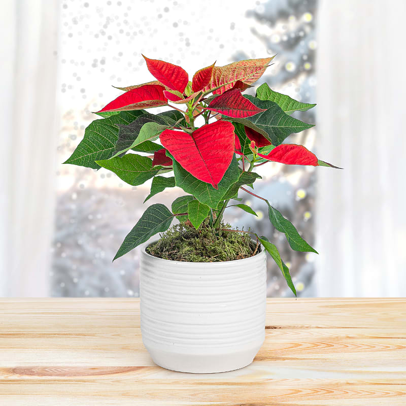 Christmas plants and flowers for delivery Sale