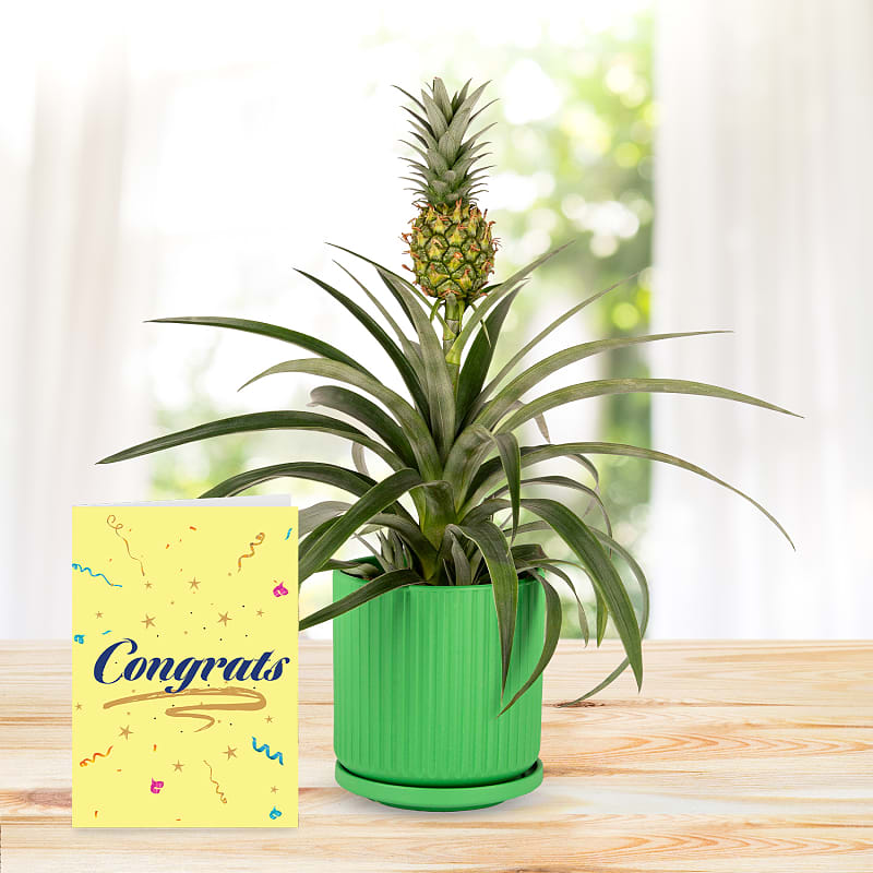 Spring Pineapple with Congratulations Card