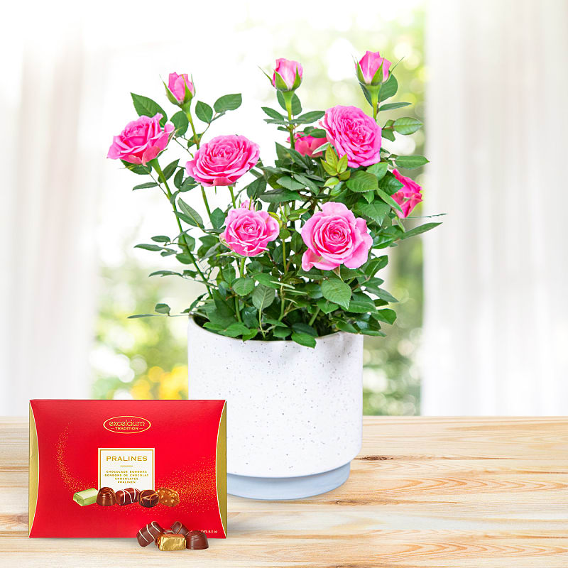 Timeless Roses Luxury Gift 