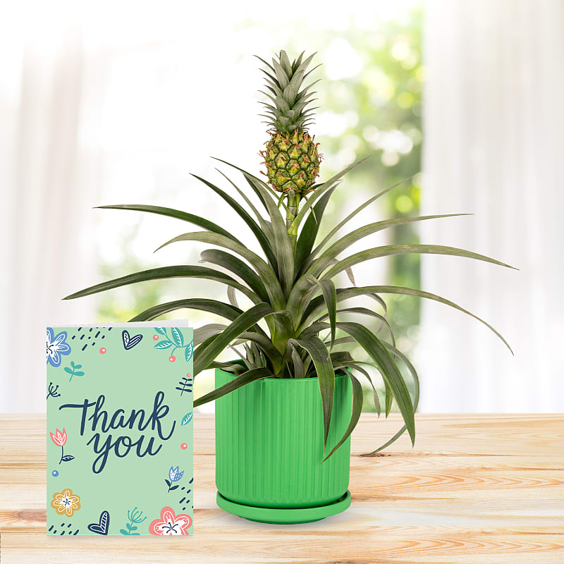 Spring Pineapple with Thank You Card