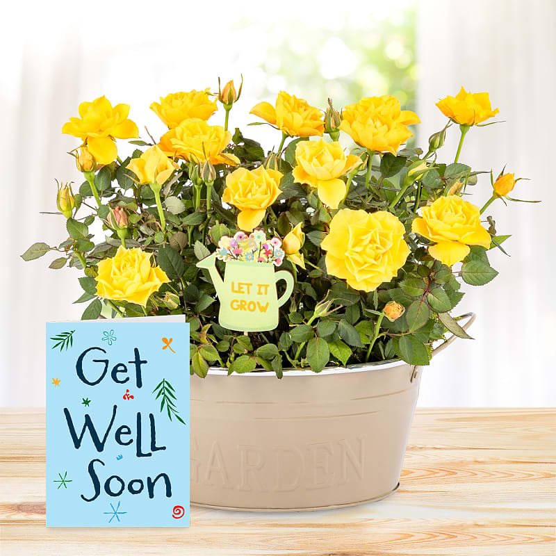 Spring Delight with Get Well Soon Card