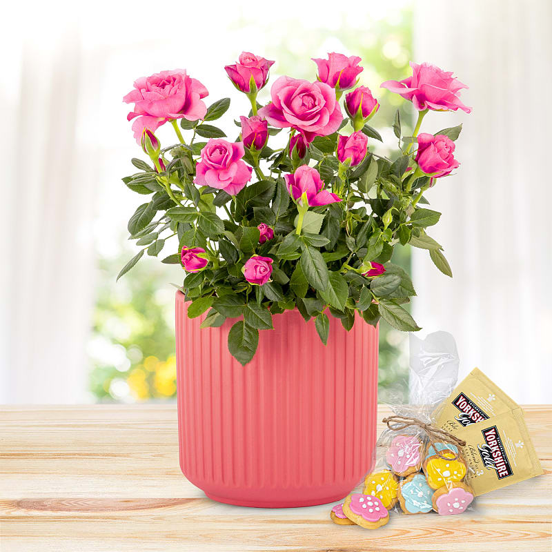 Timeless Roses Tea & Biscuits Gift 