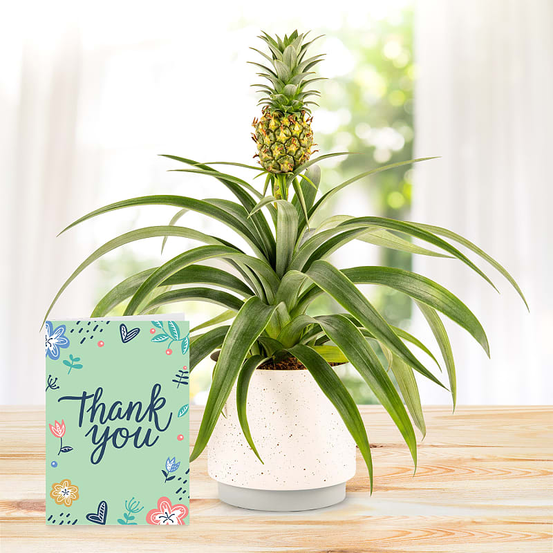 Spring Pineapple with Thank You Card