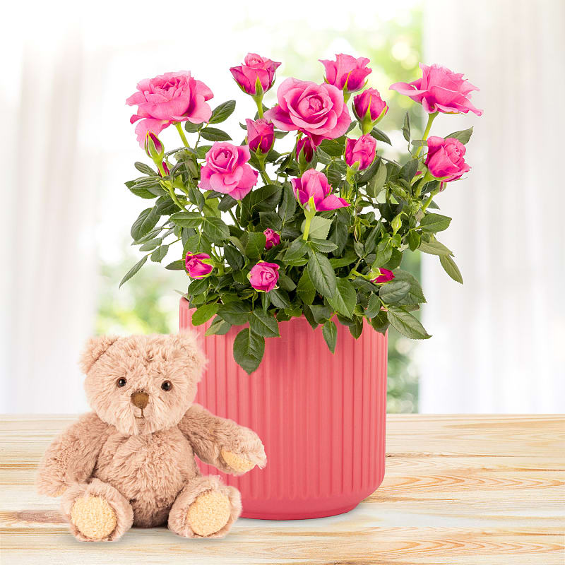 Timeless Roses & Bear Gift 