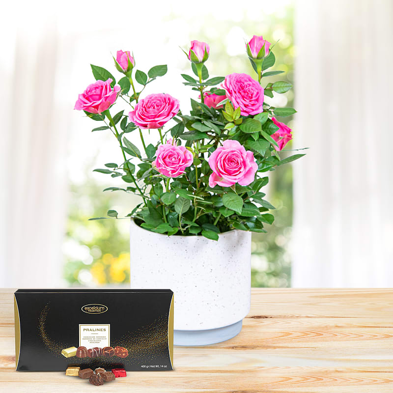 Timeless Roses Deluxe Gift 