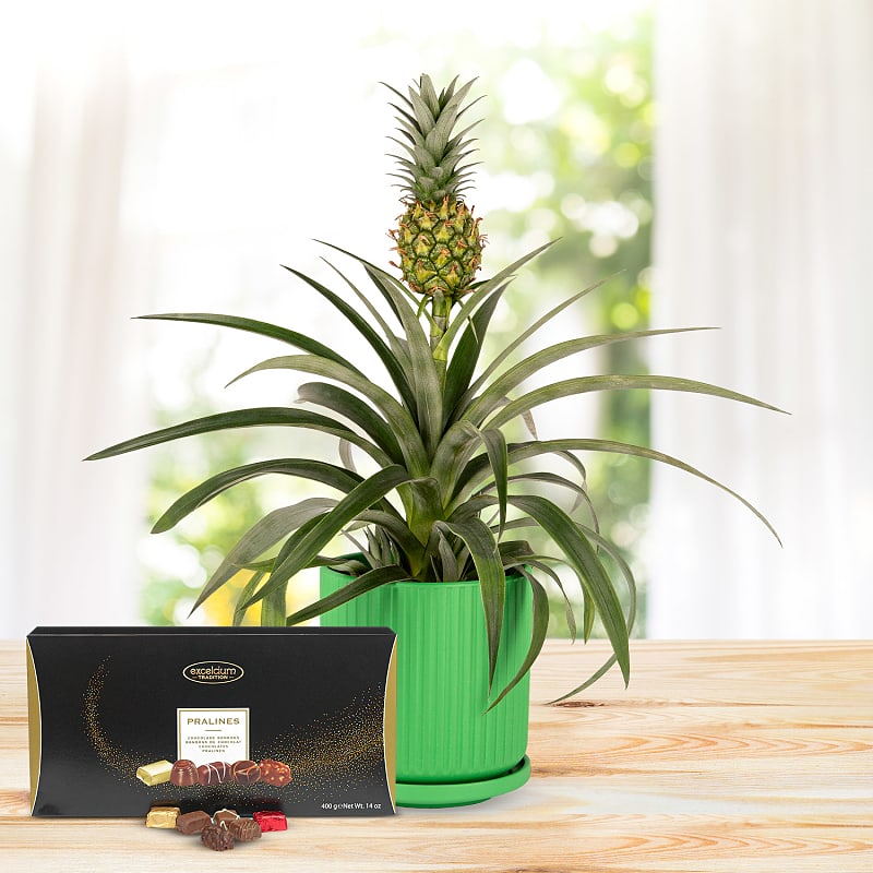 Spring Pineapple Deluxe Gift 